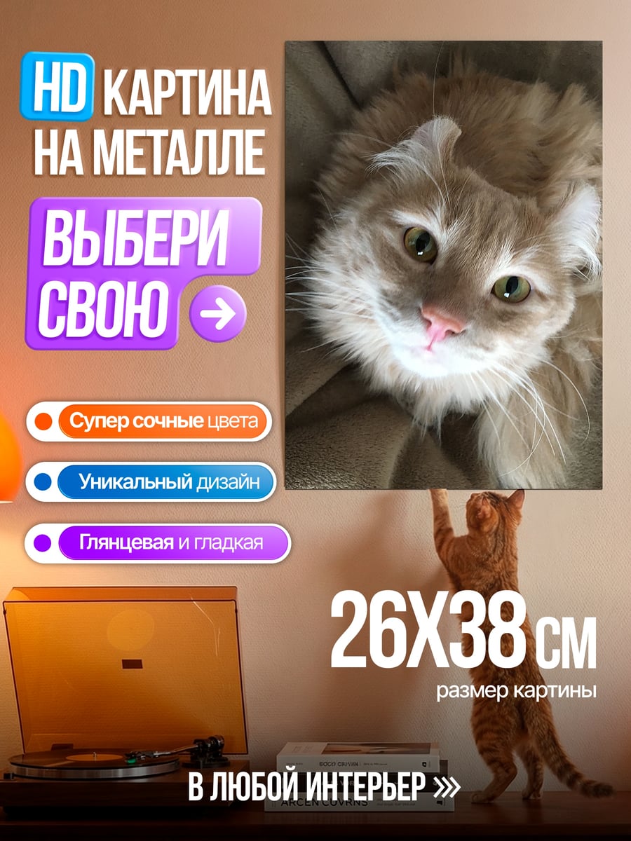 Картина на металле Рыжий кот смотрит вверх