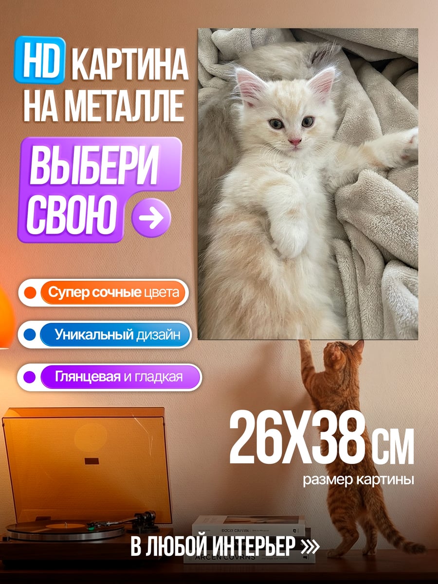 Картина на металле Пушистый котенок лежит