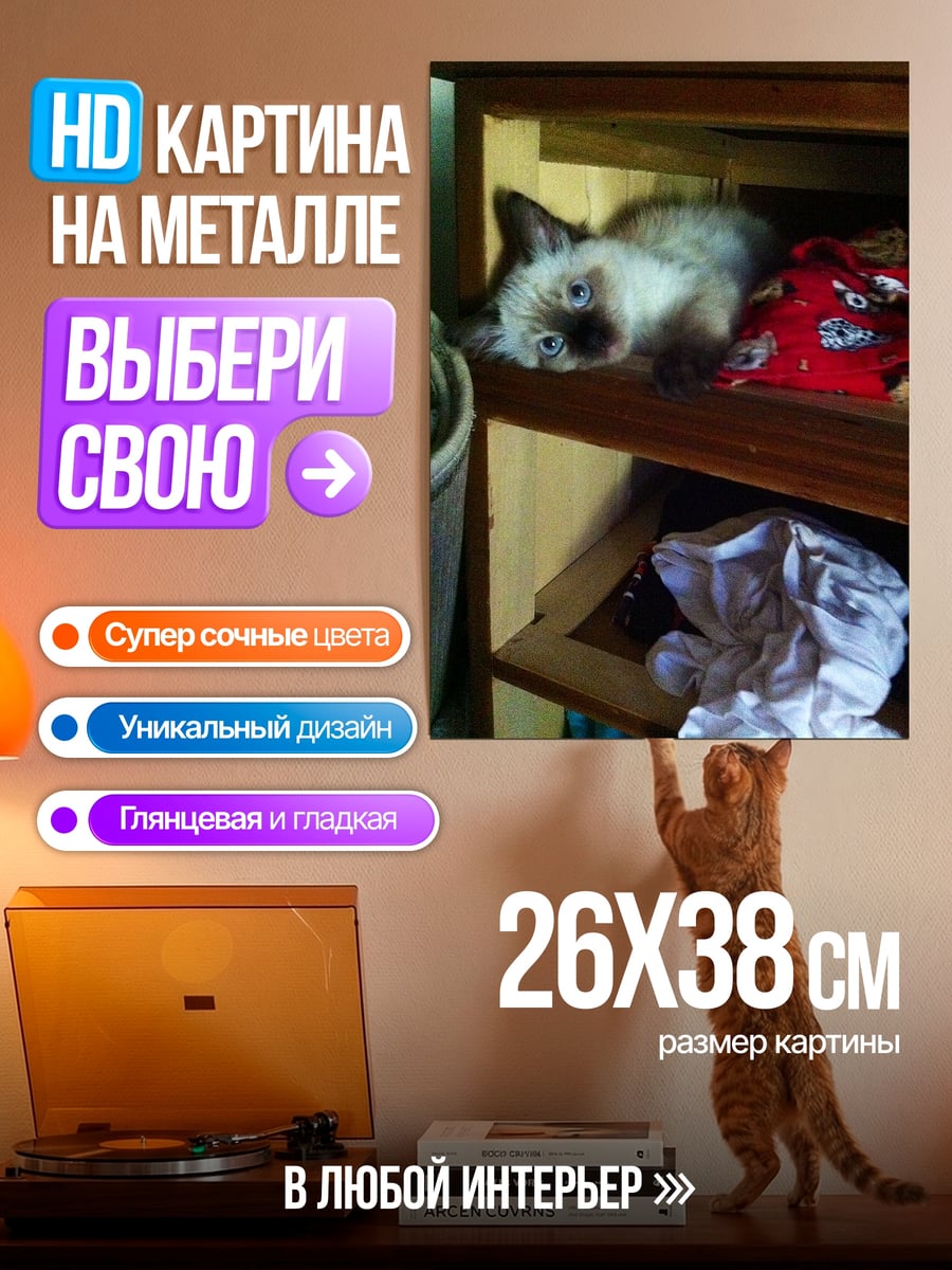 Картина на металле Котёнок на полке