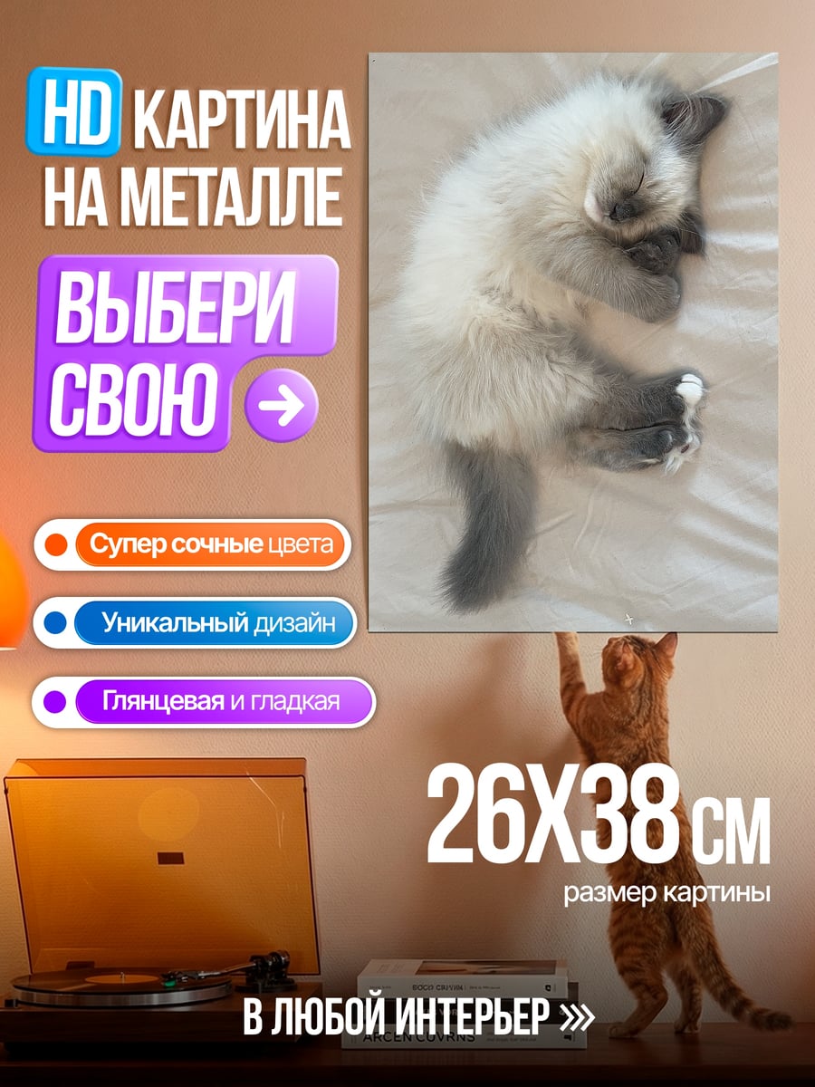 Картина на металле Спящий котенок