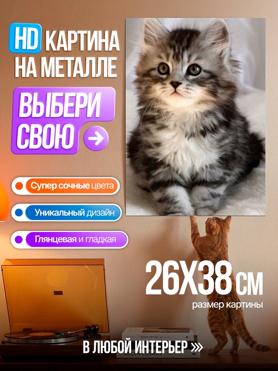 Картина на металле Пушистый котенок сидит