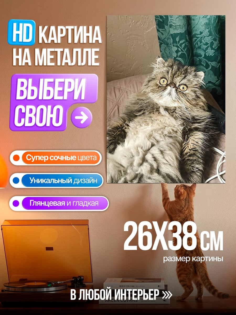 Картина на металле Пушистый кот на диване