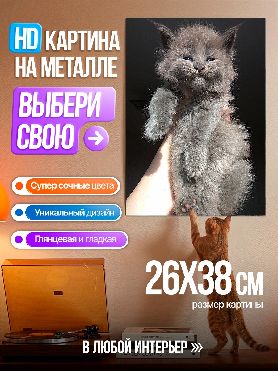Картина на металле Пушистый серый котенок