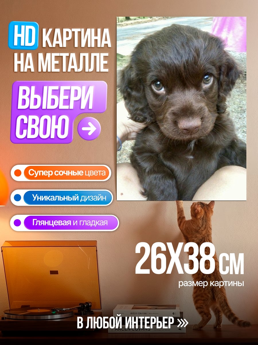 Картина на металле Щенячьи глаза