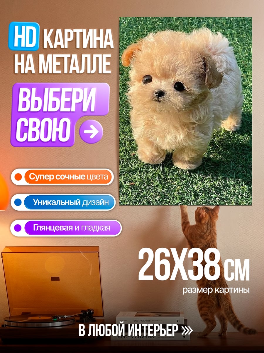 Картина на металле Милый щенок пудель
