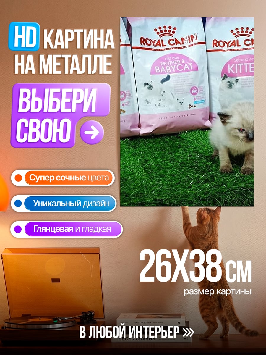 Картина на металле Котёнок и корм