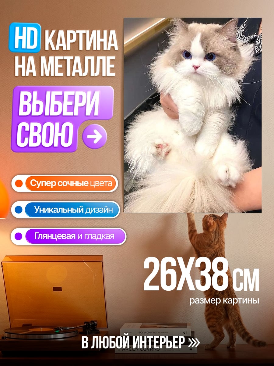 Картина на металле пушистый кот синие глаза