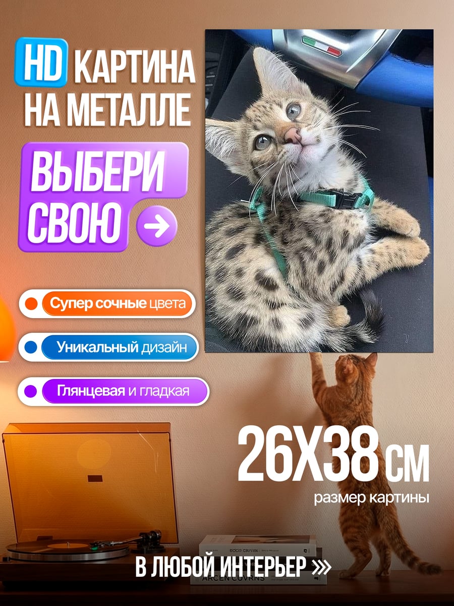 Картина на металле Котёнок бенгал в машине