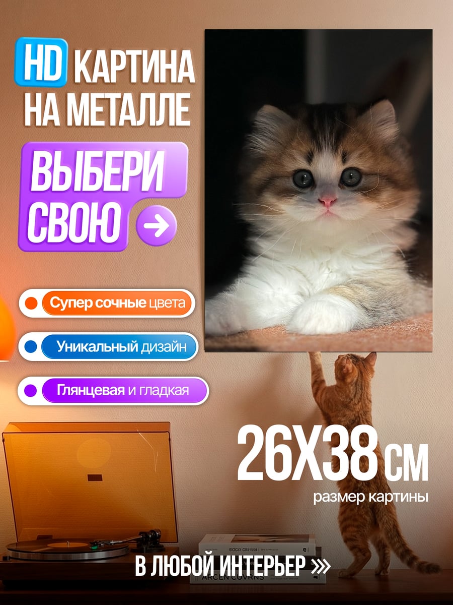 Картина на металле Пушистый котенок смотрит