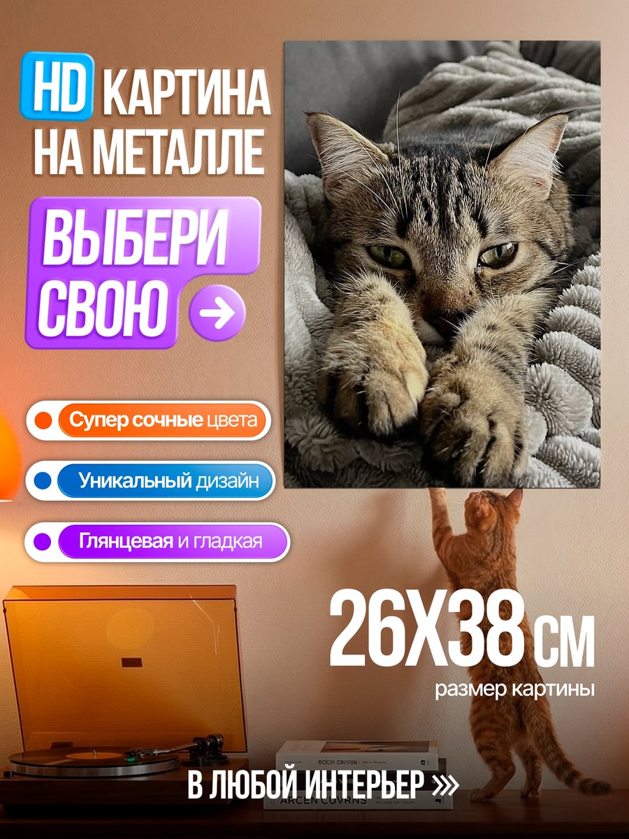 Картина на металле Кот в пледе