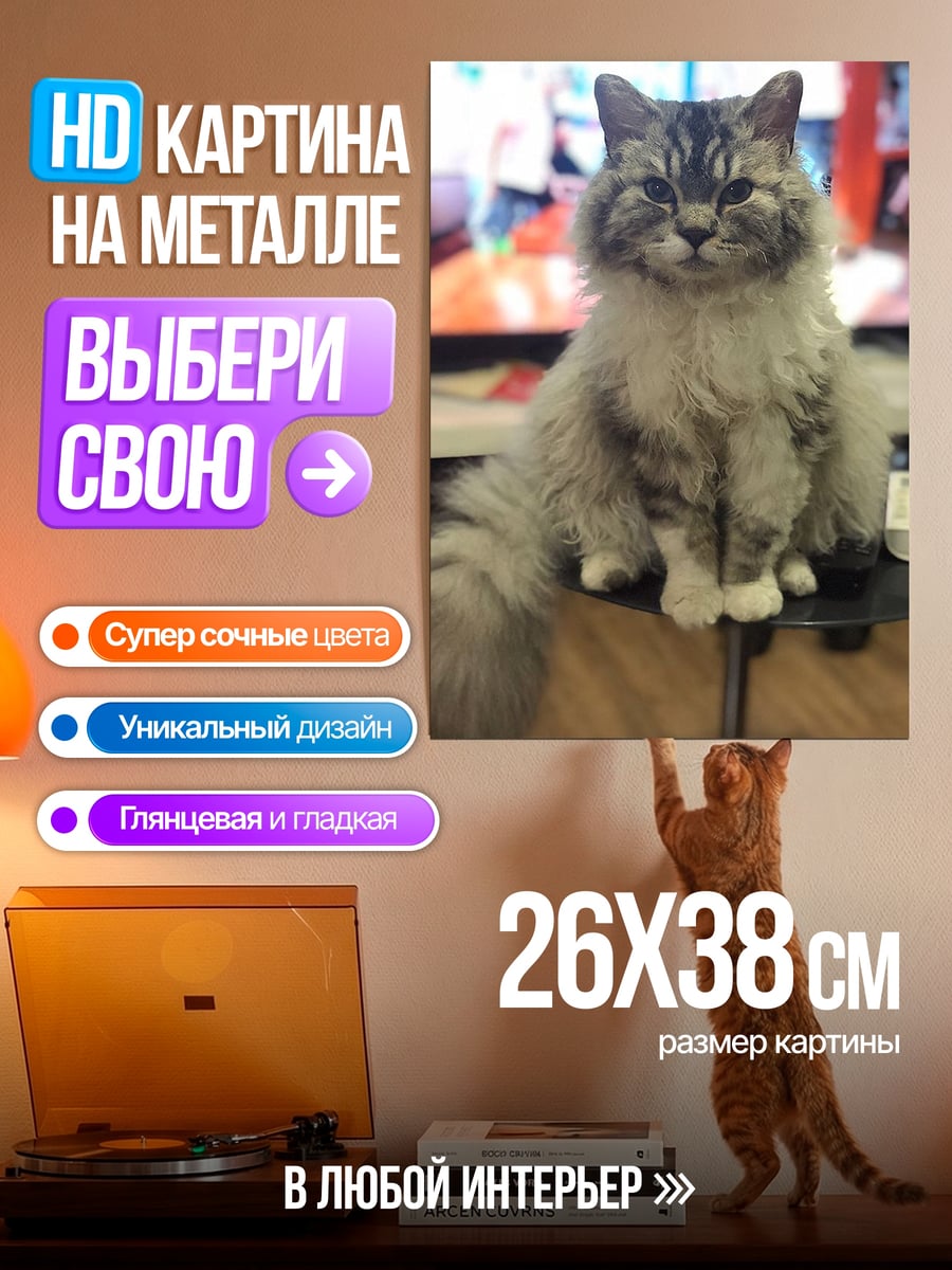 Картина на металле Пушистый кот сидит