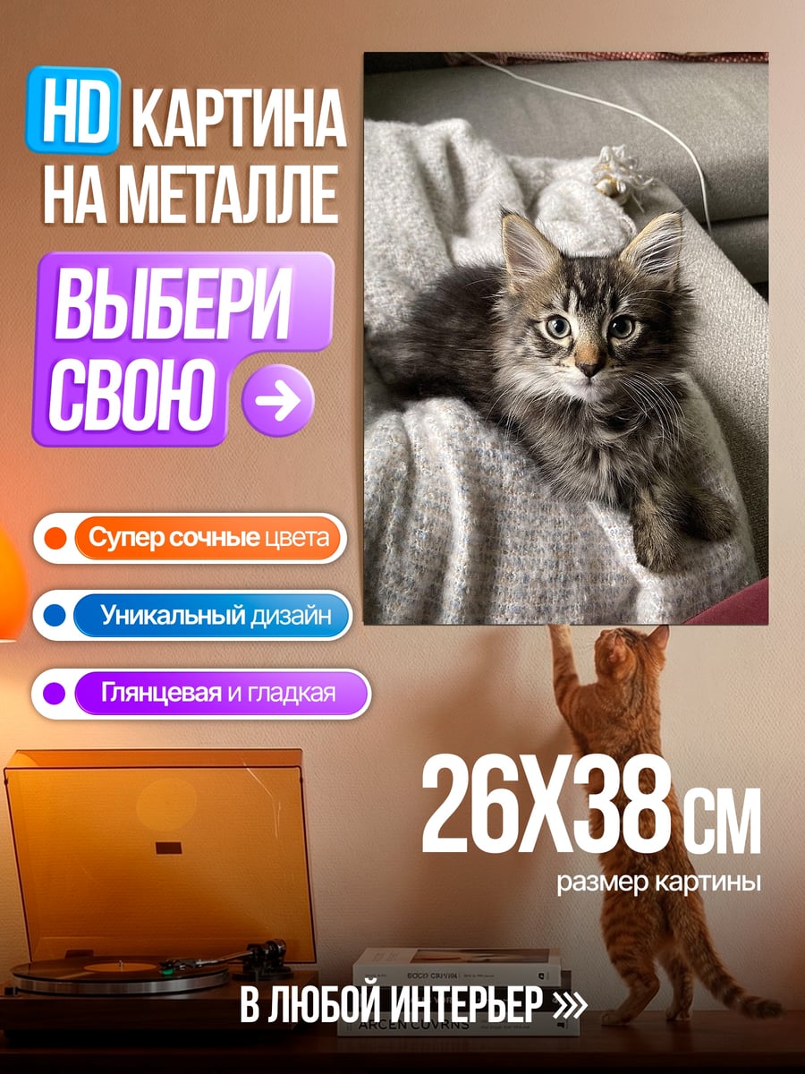 Картина на металле Пушистый котенок