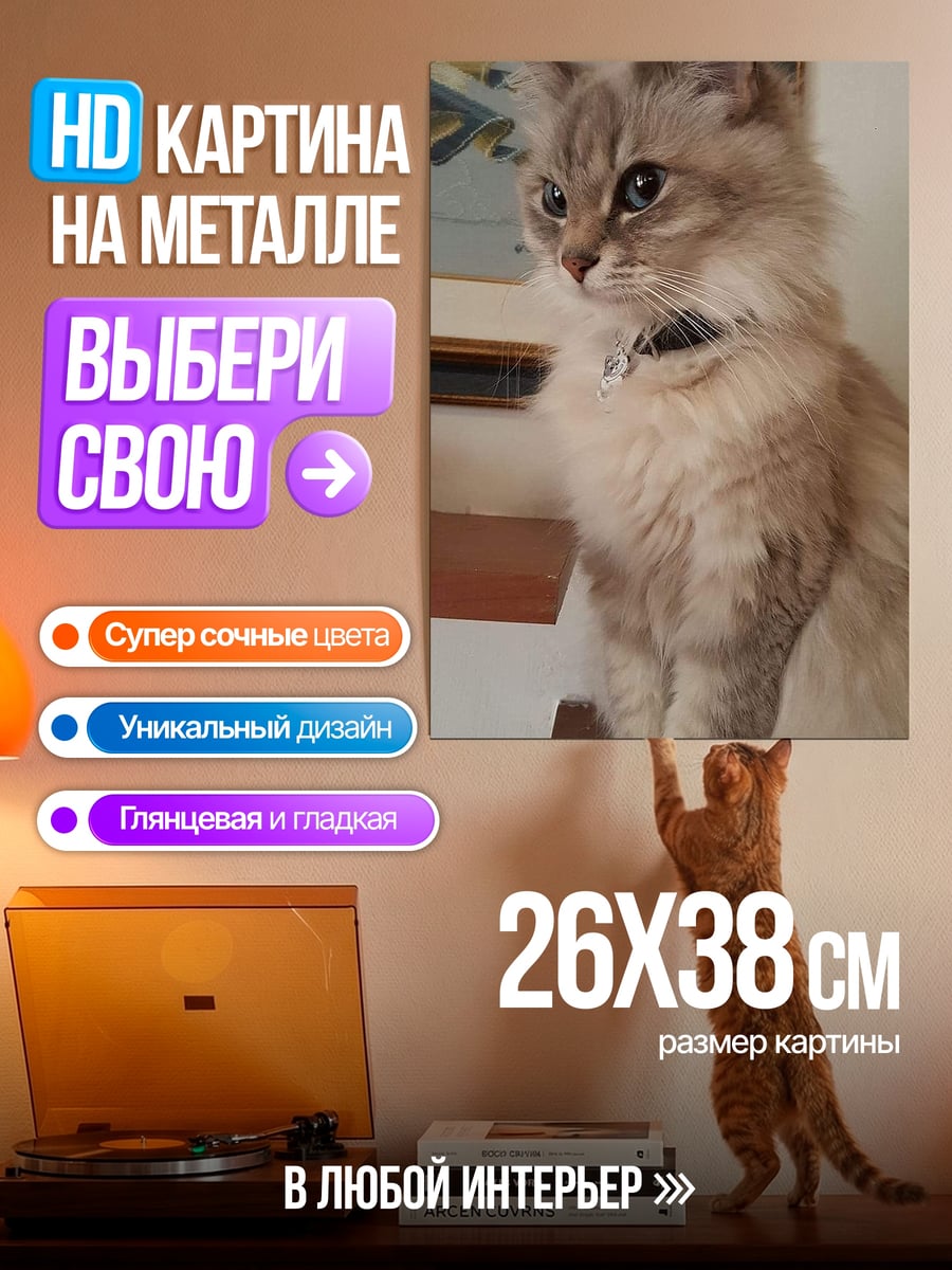 Картина на металле Пушистый кот сидит