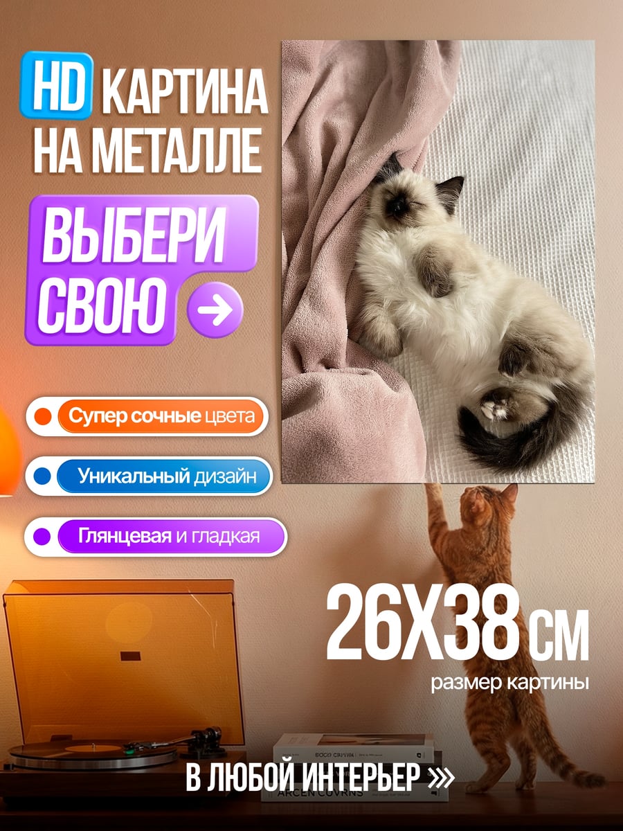 Картина на металле Спящий котенок