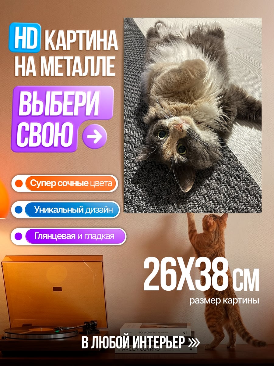 Картина на металле Пушистый кот лежит