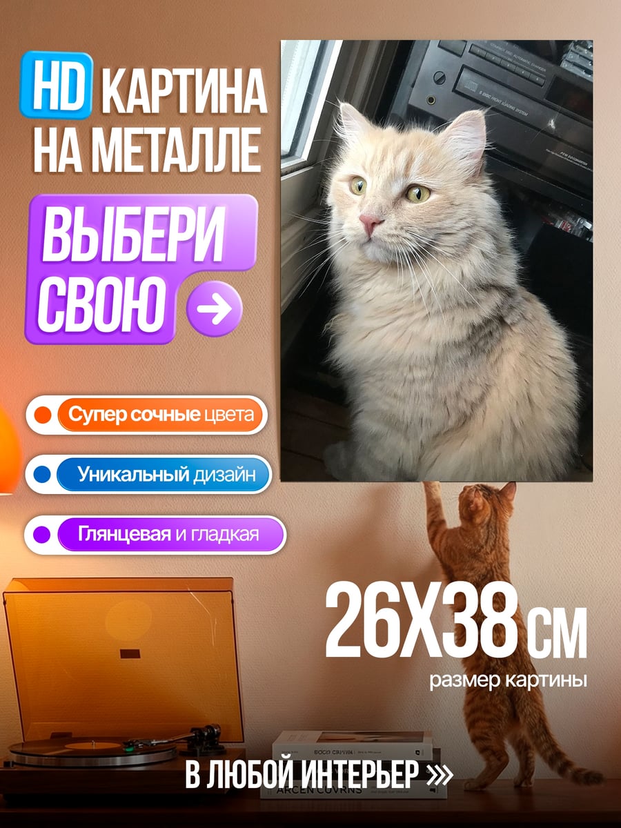 Картина на металле пушистый кот смотрит