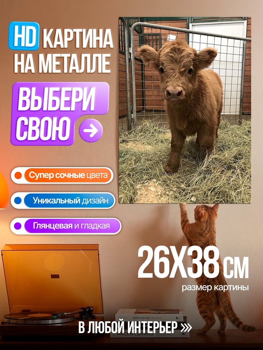 Картина на металле Теленок хайленд