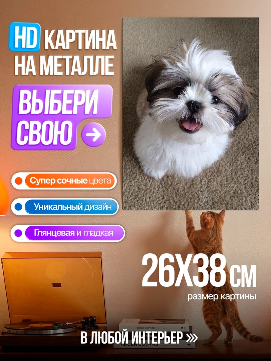 Картина на металле Милый щенок ши-тцу