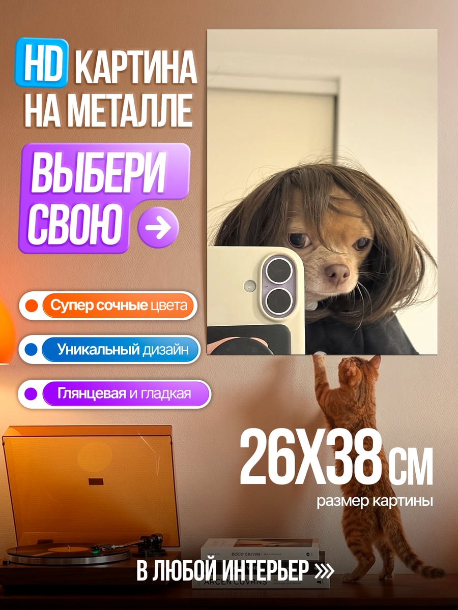 Картина на металле Чихуахуа в парике