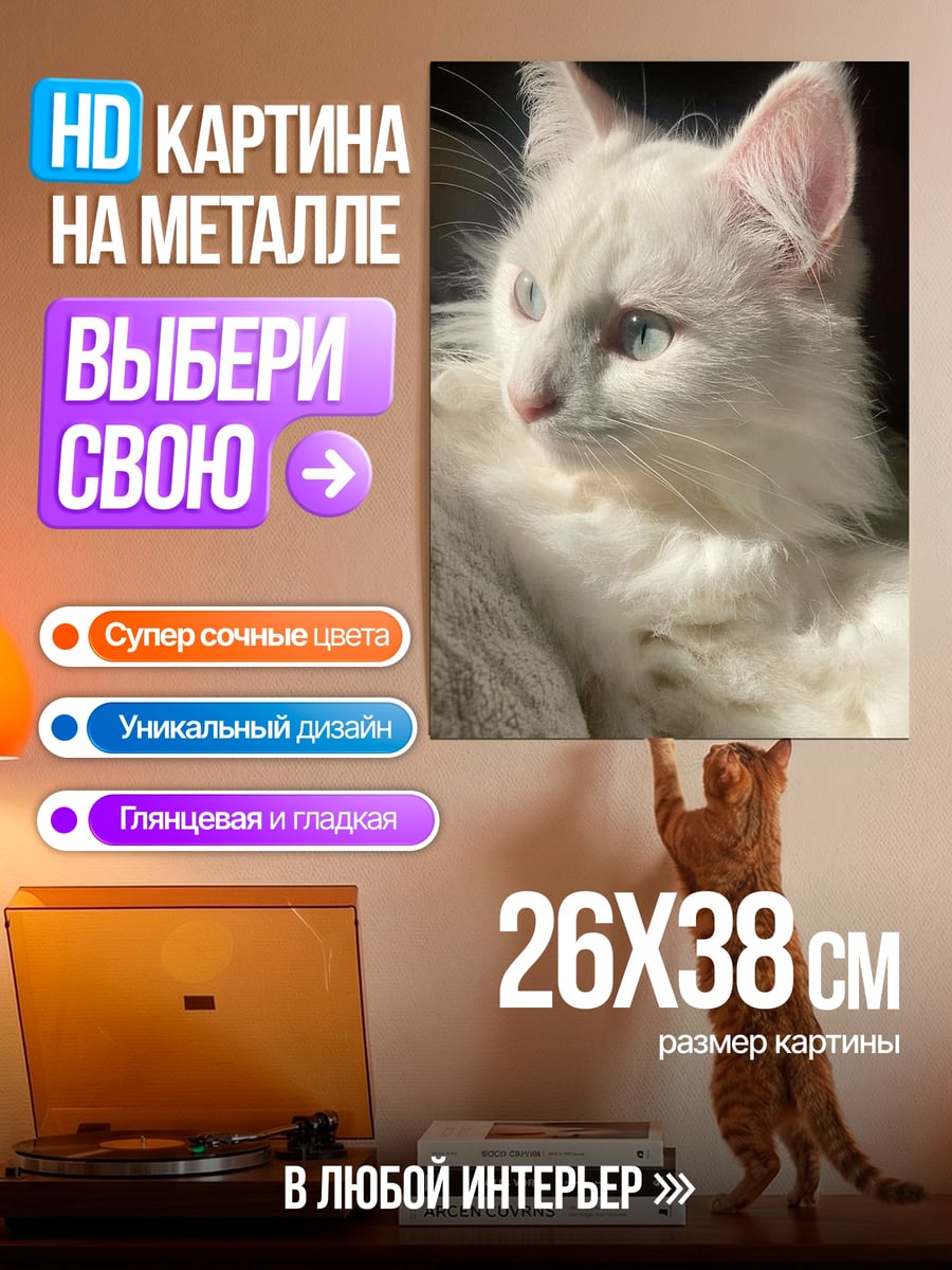 Картина на металле Белый кот смотрит
