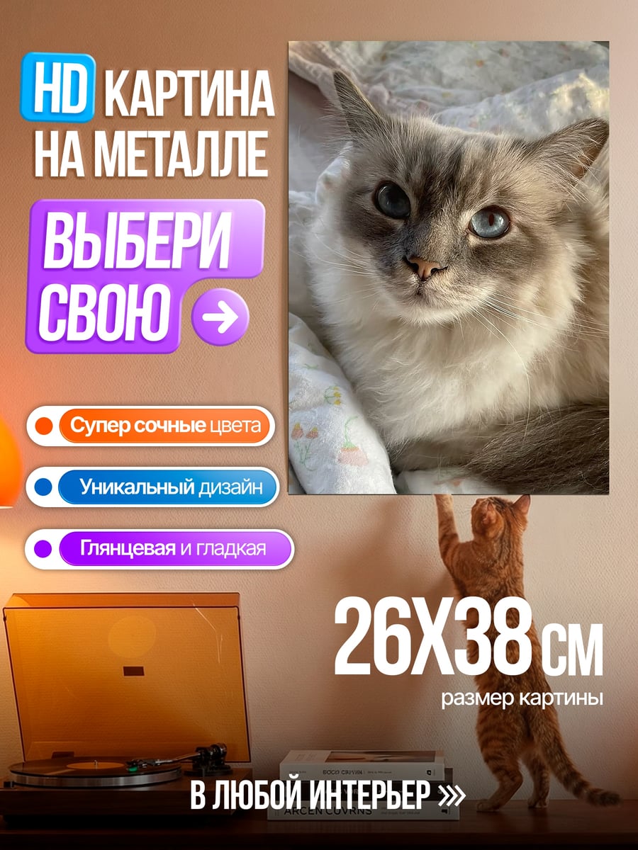 Картина на металле Пушистый кот