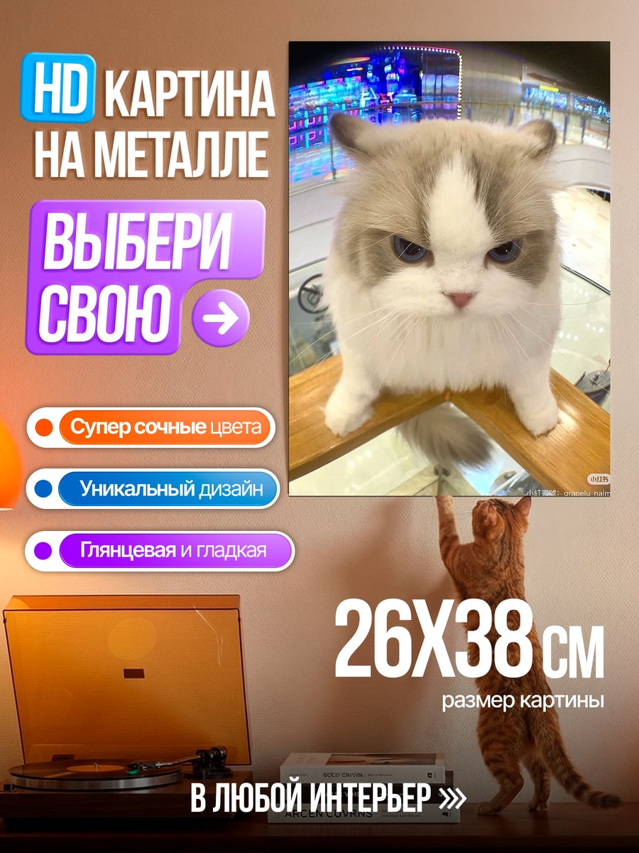 Картина на металле Сердитый кот арт