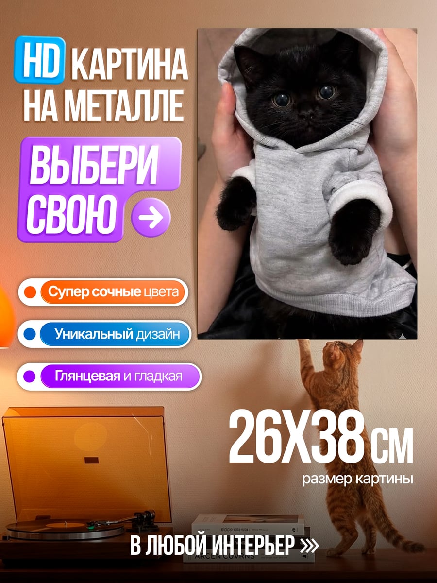 Картина на металле Черный котенок в худи