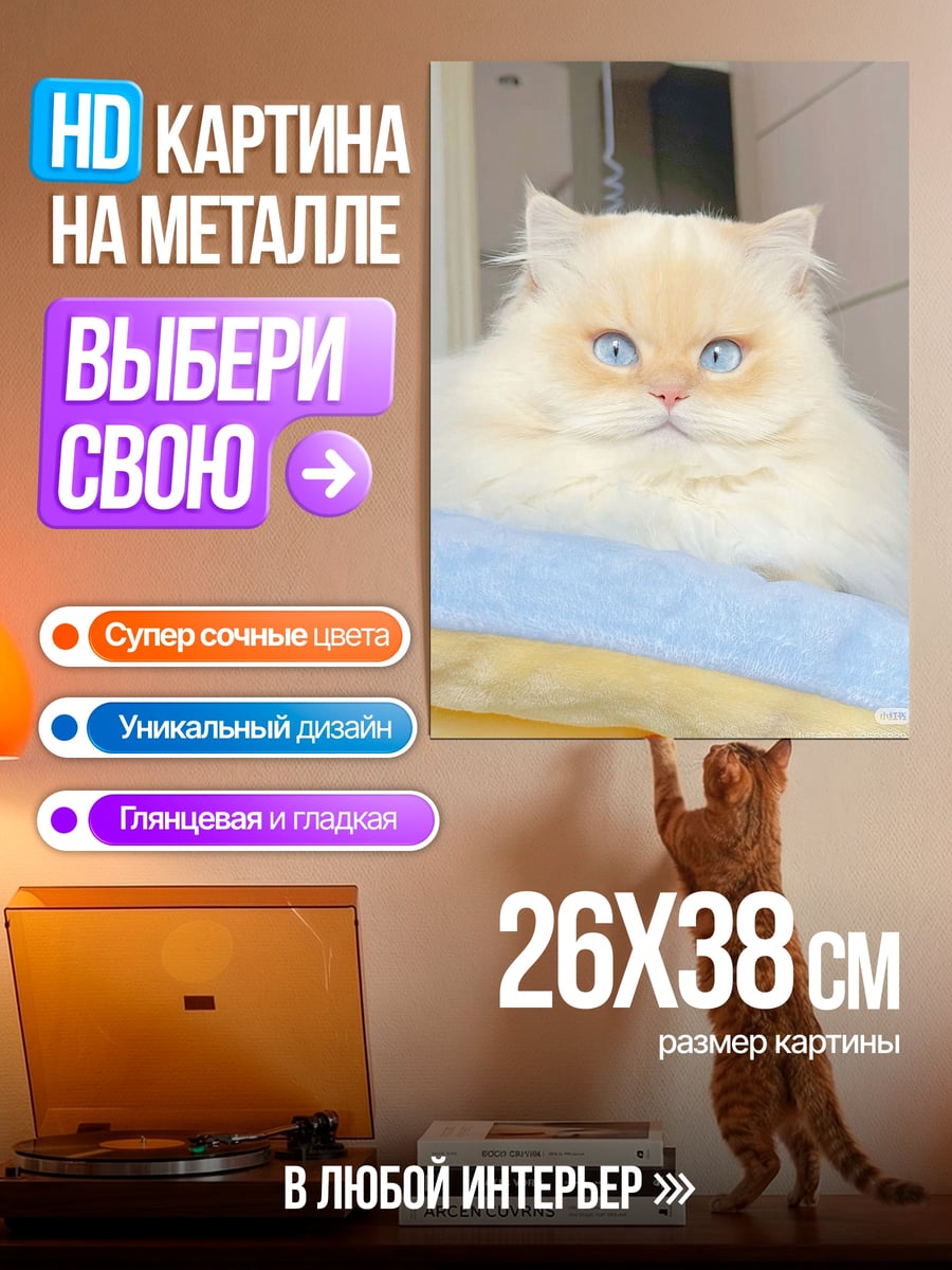 Картина на металле Пушистый кот с голубыми глазами