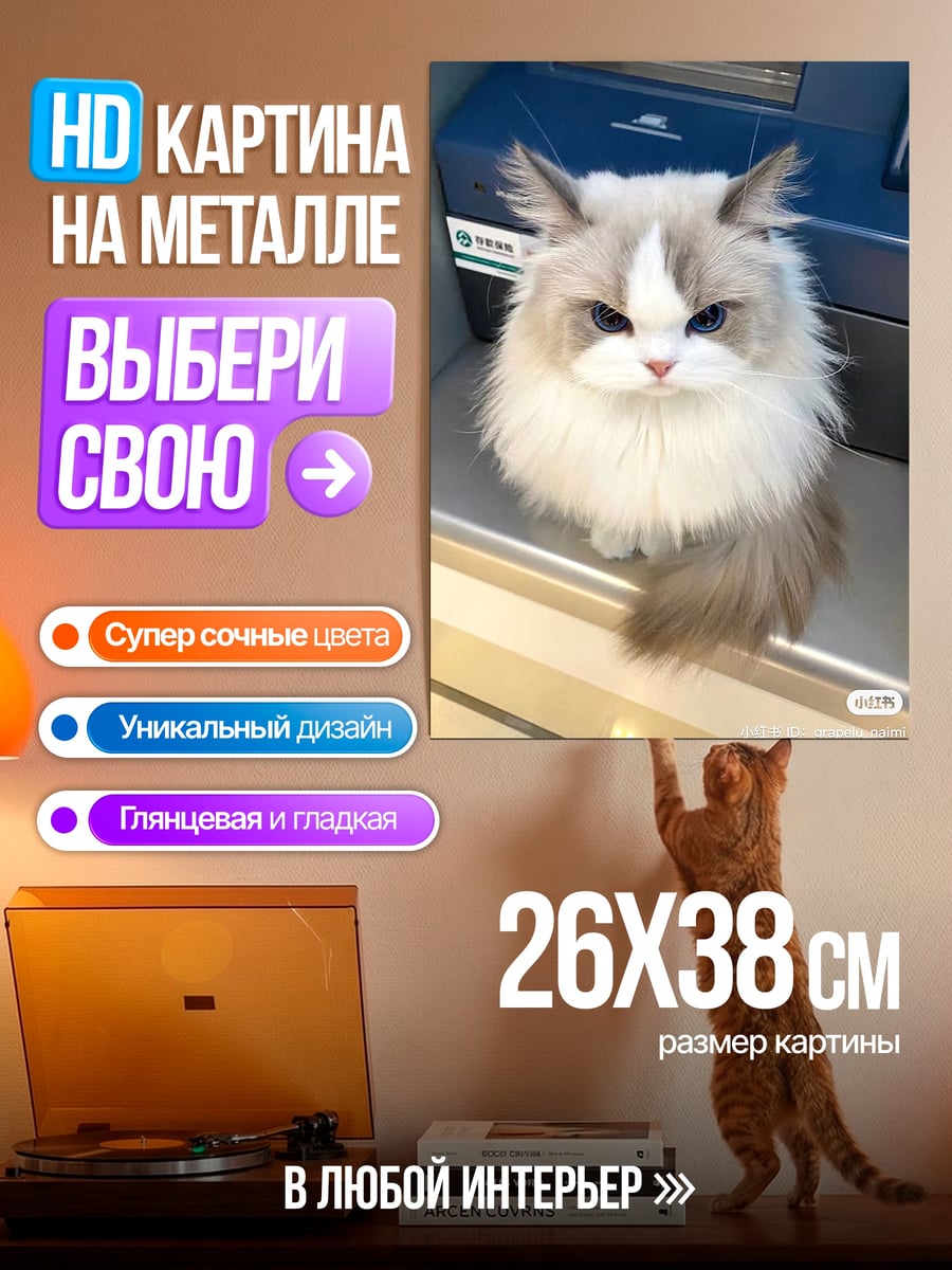 Картина на металле Сердитый кот породы рэгдолл
