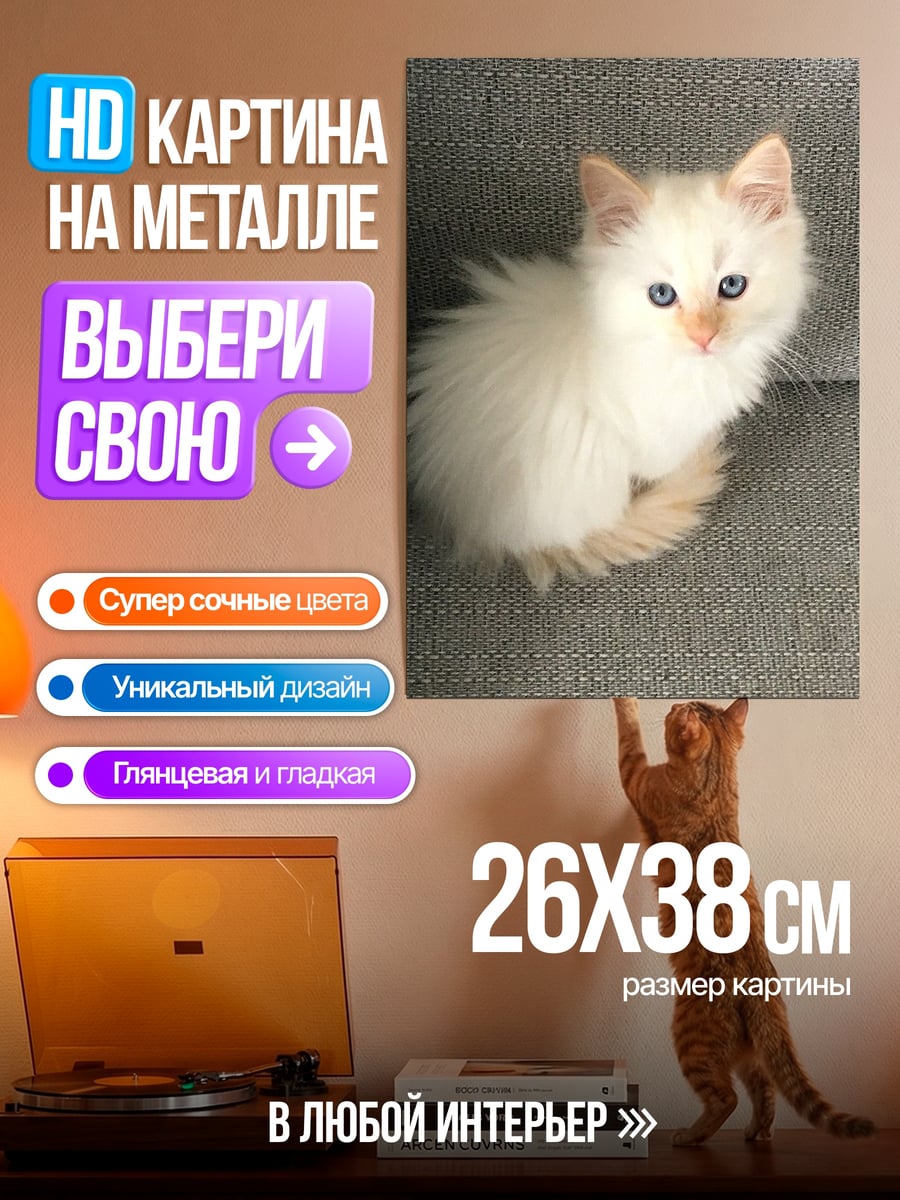 Картина на металле Белый котенок
