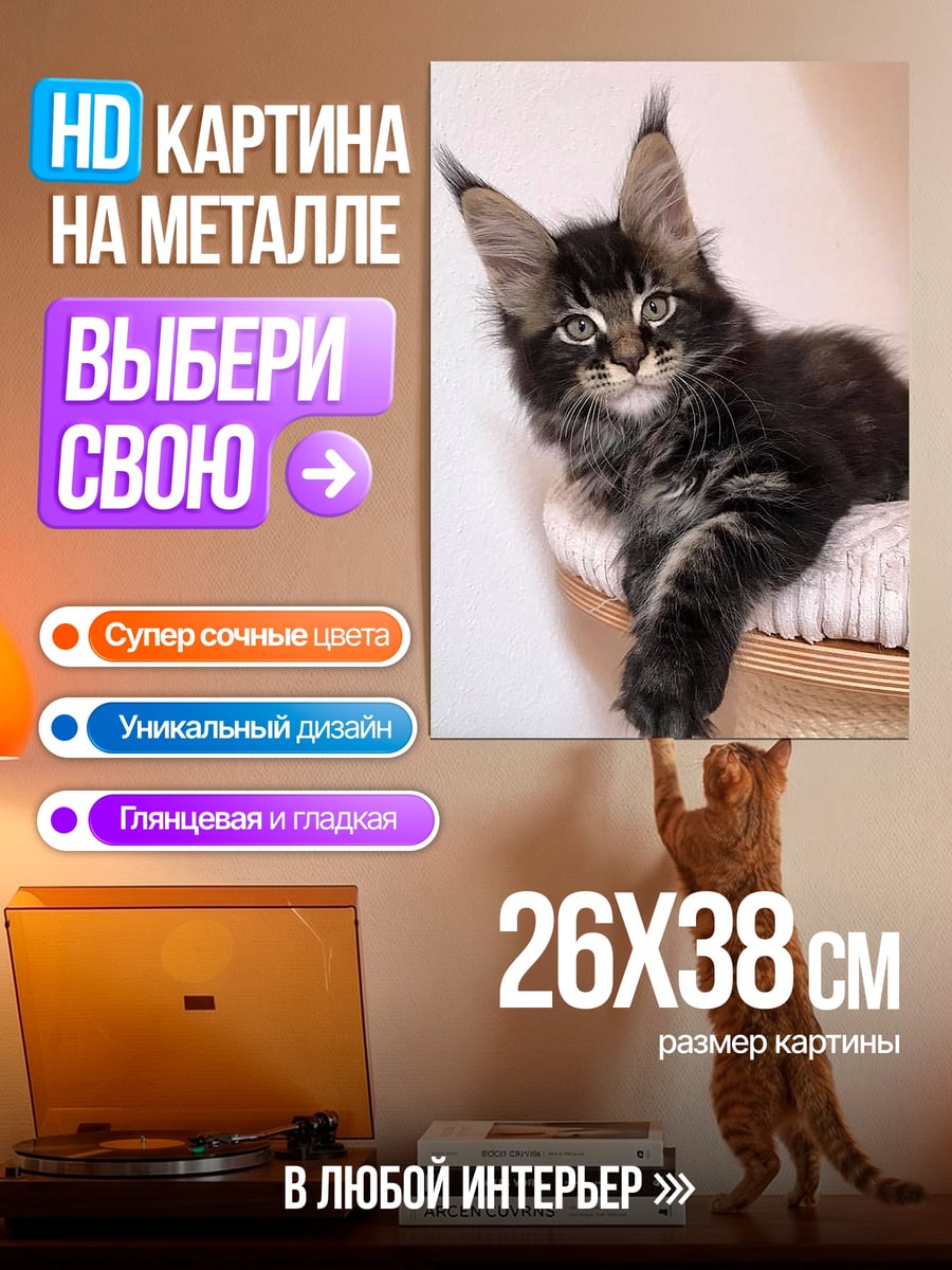 Картина на металле Кот мейн-кун