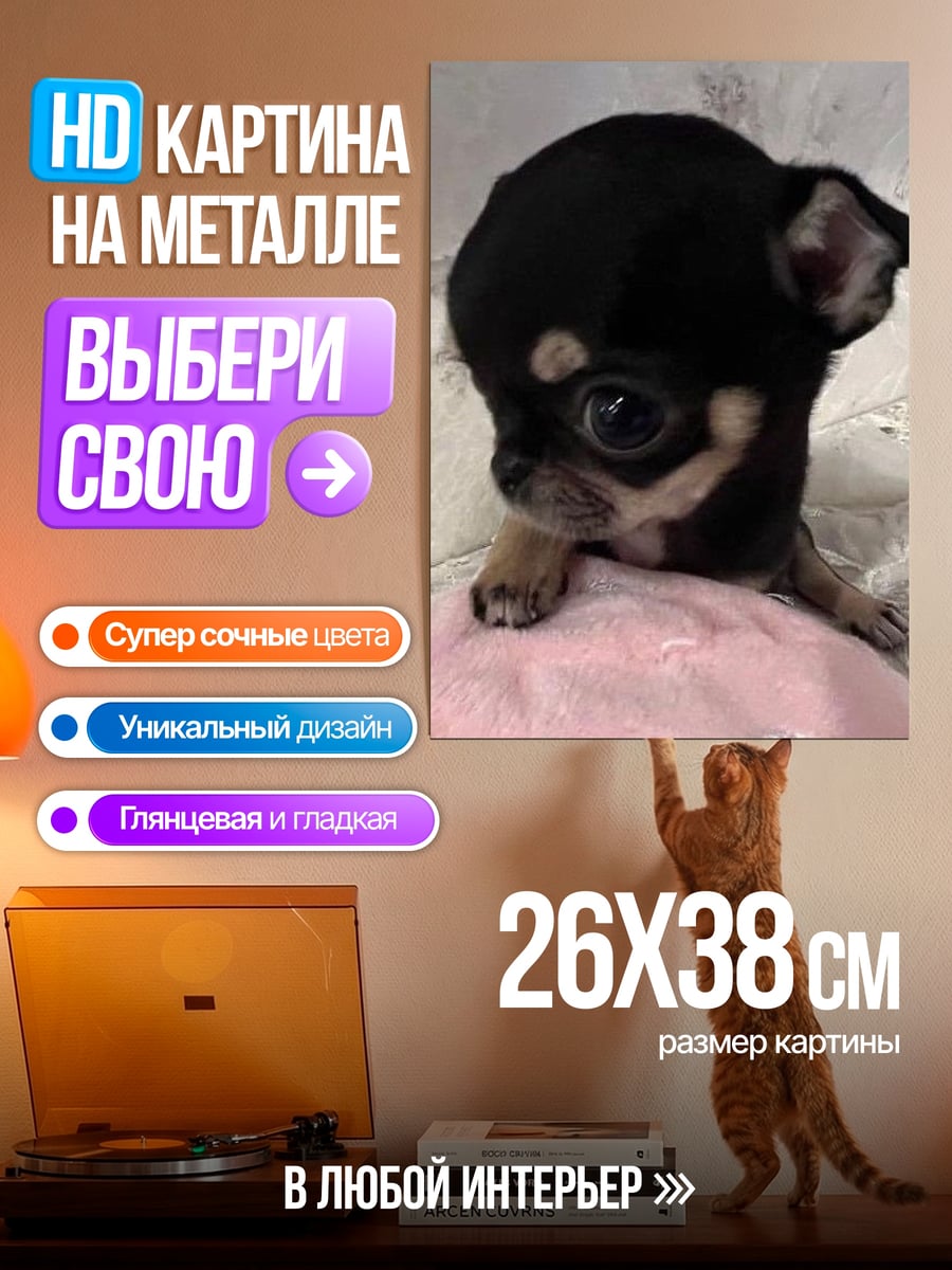Картина на металле чихуахуа с большими глазами