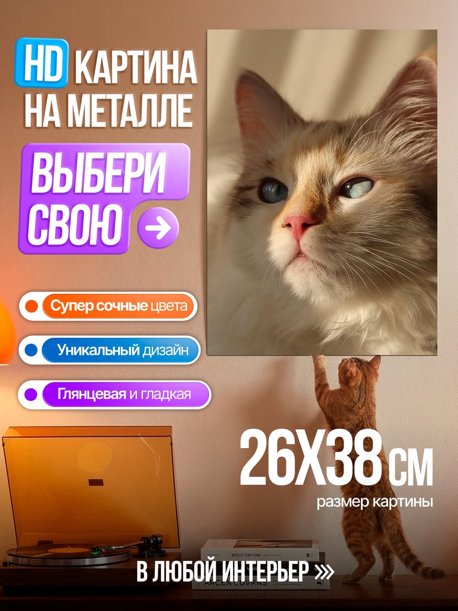 Картина на металле Кошка с голубыми глазами