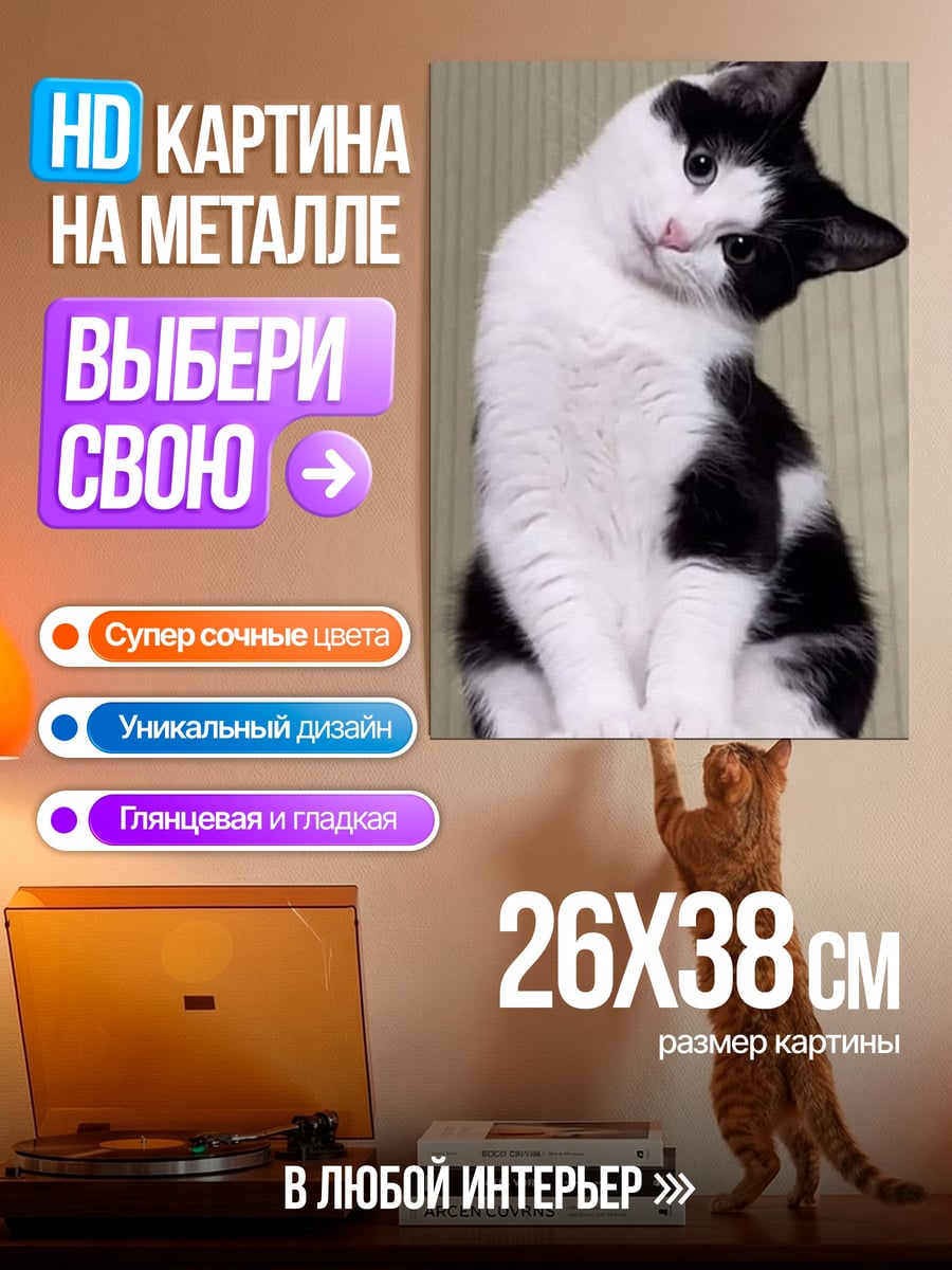 Картина на металле Черно-белый кот