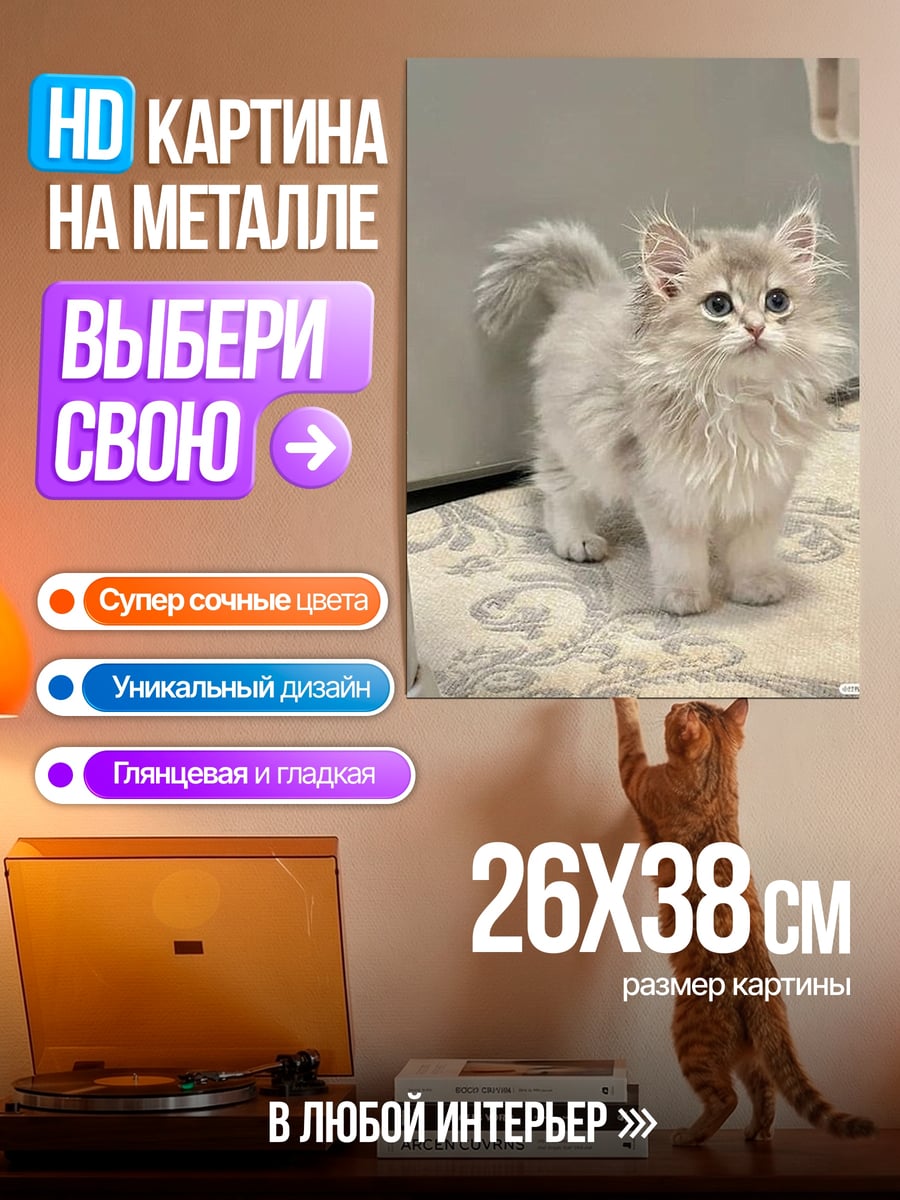 Картина на металле Пушистый котенок стоит