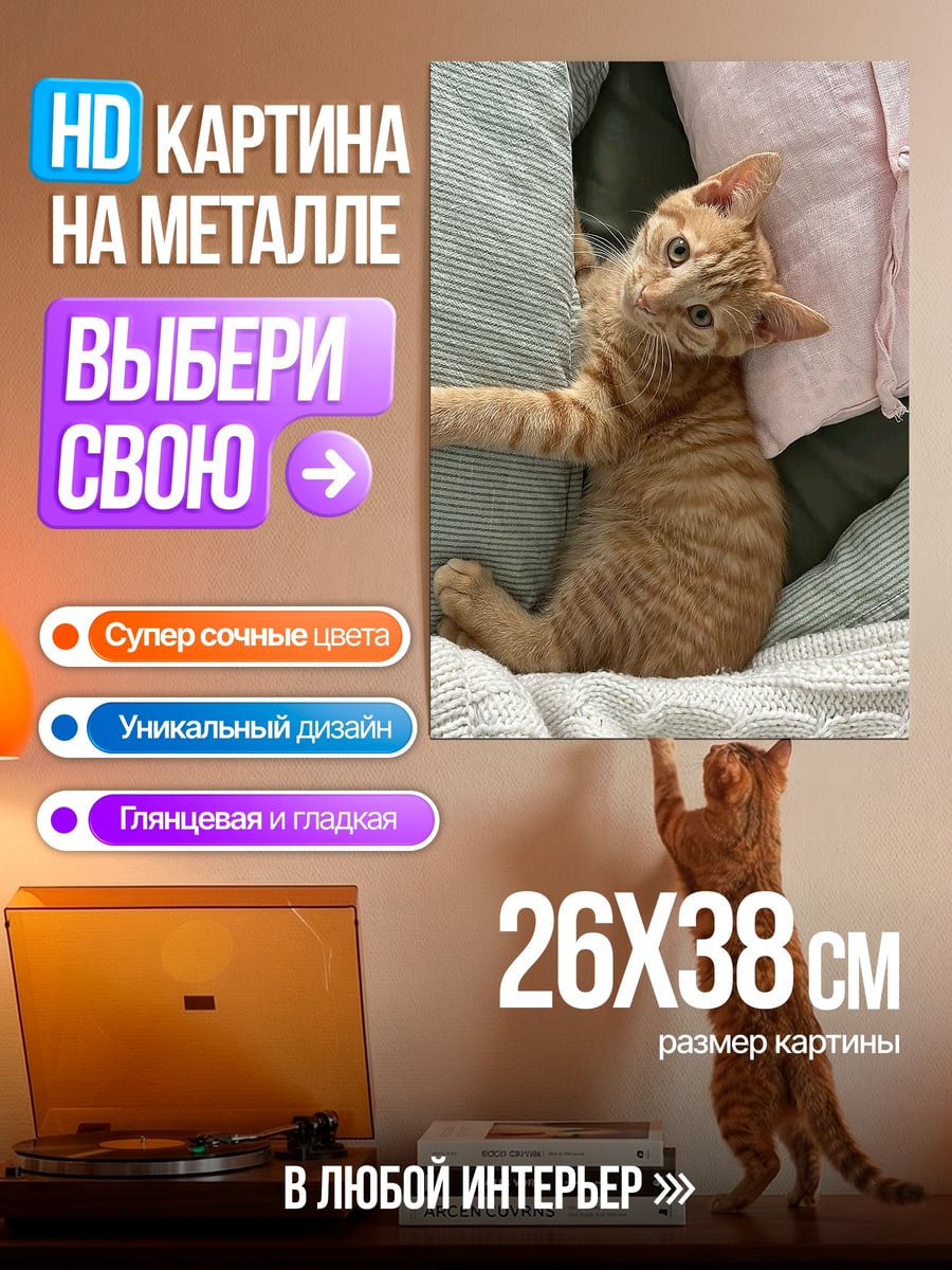 Картина на металле Рыжий кот подушки