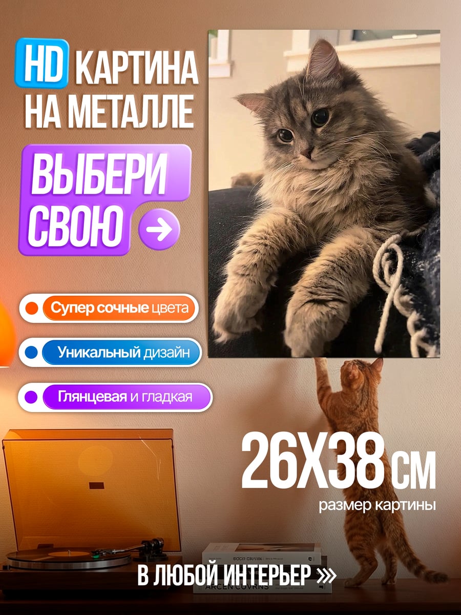 Картина на металле Пушистый кот отдыхает