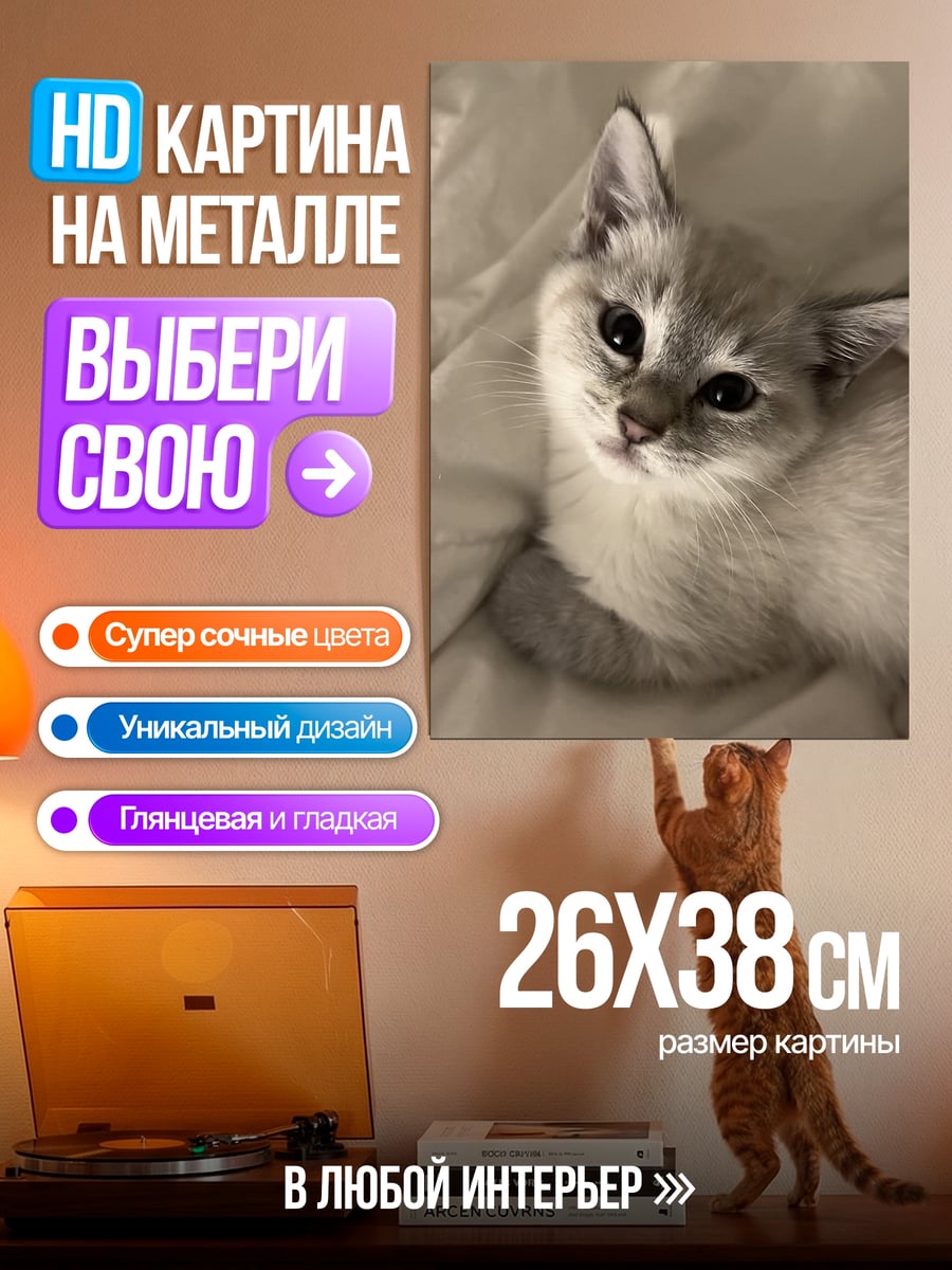 Картина на металле Котёнок на подушке