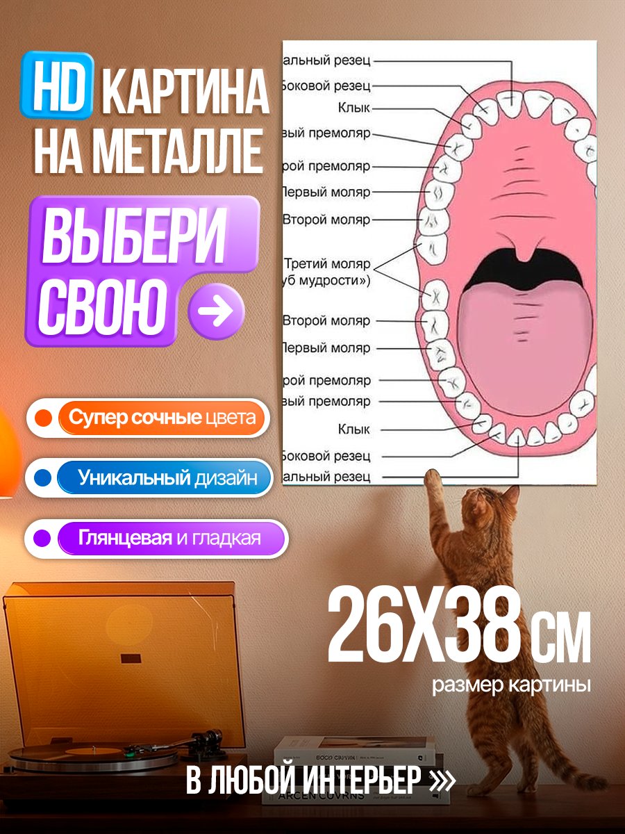 Картина на металле Анатомия человеческих зубов