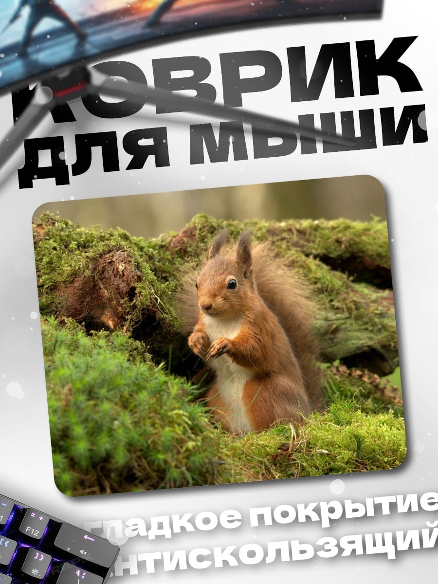 Коврик белка на мху