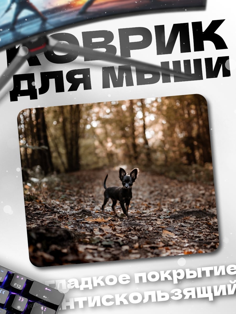 Коврик Чихуахуа в лесу