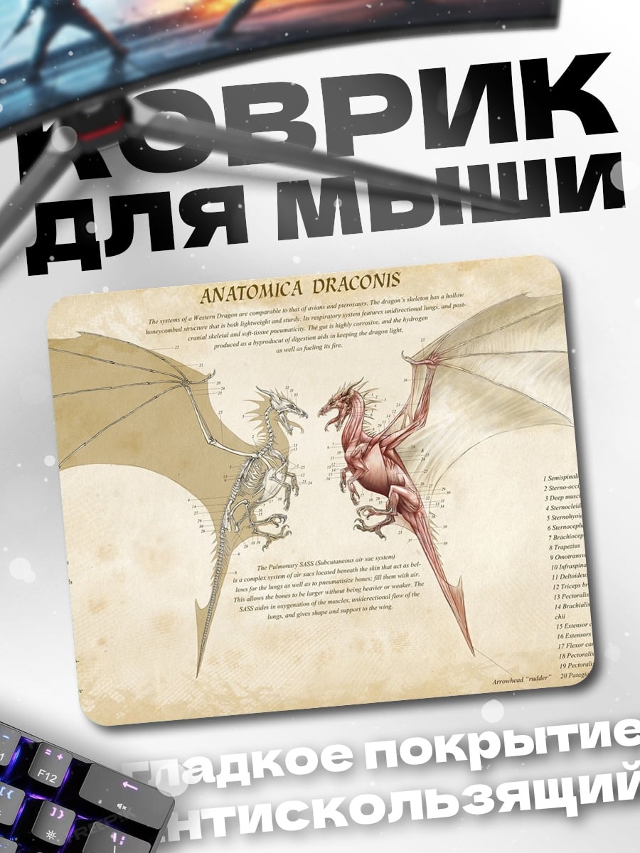 Коврик анатомия дракона