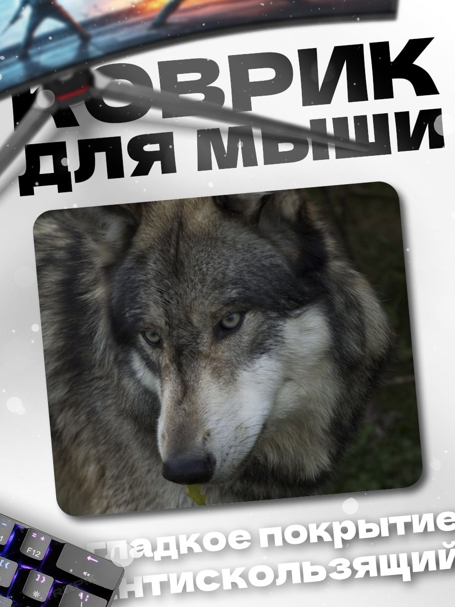 Коврик Волк смотрит в камеру