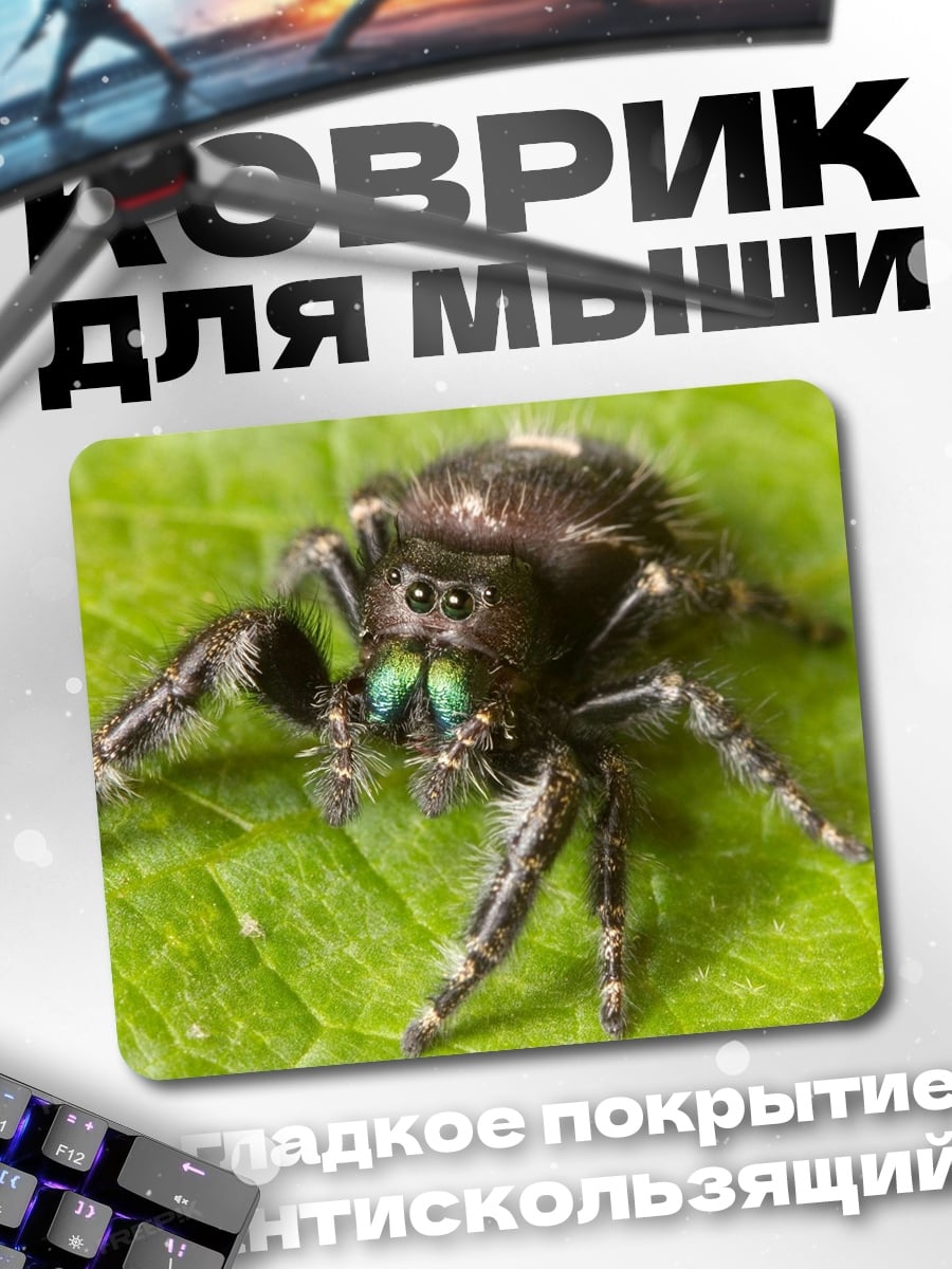 Коврик Паук-скакун