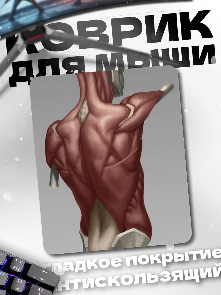 Коврик Анатомия мышц спины