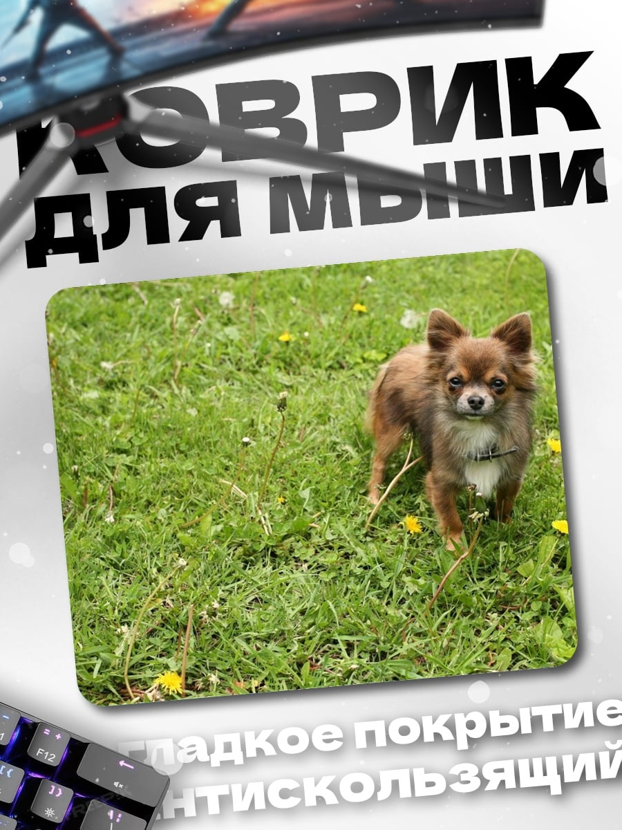 Коврик Чихуахуа на траве