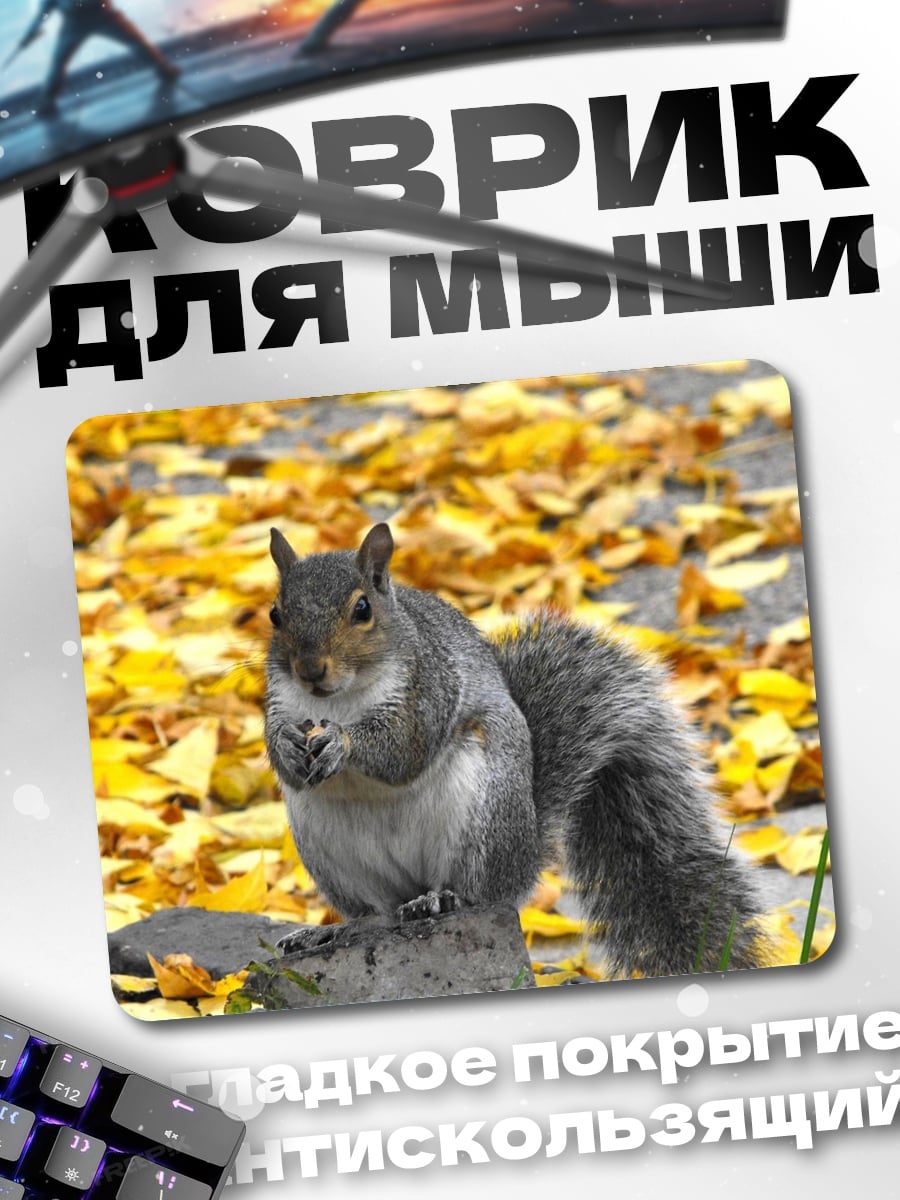 Коврик белка осенью