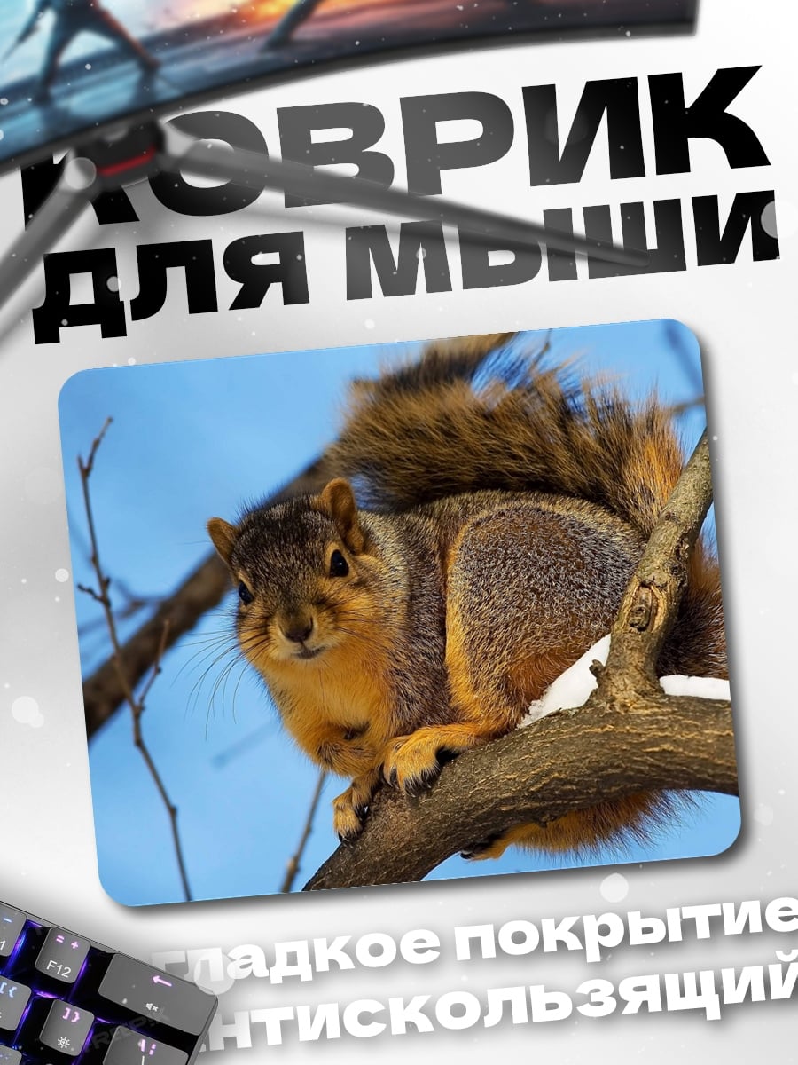 Коврик белка на ветке