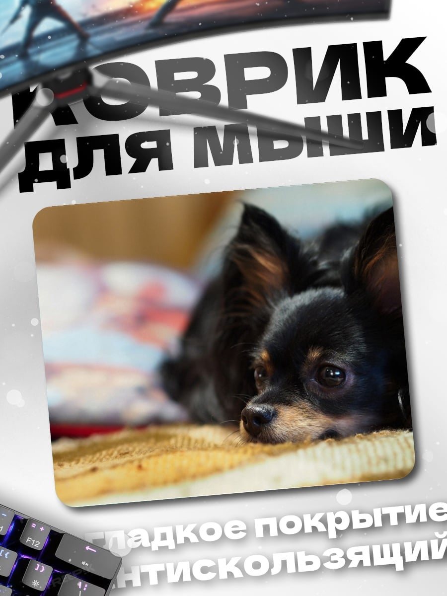 Коврик Чихуахуа на диване