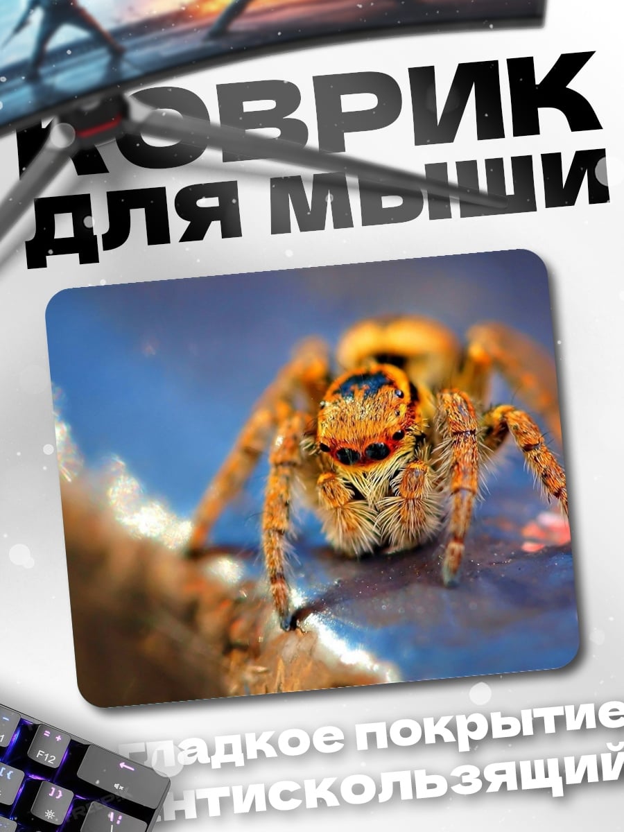 Коврик Паук прыгун макро